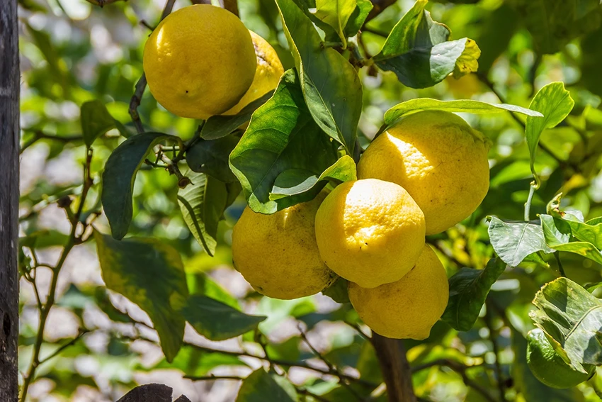 Medicinal Uses of Lemon