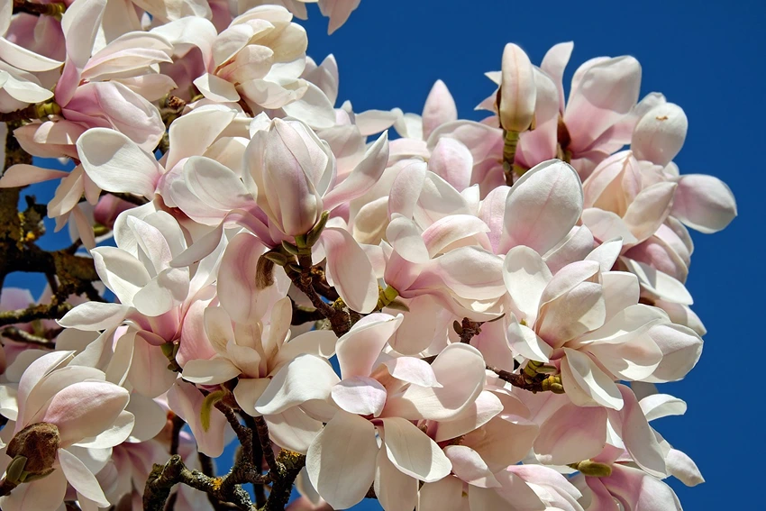 Uses in Garden and Landscape Design