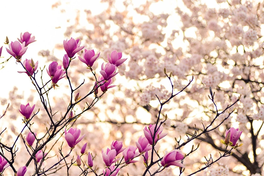 Cultivation and Care of Magnolia Plants