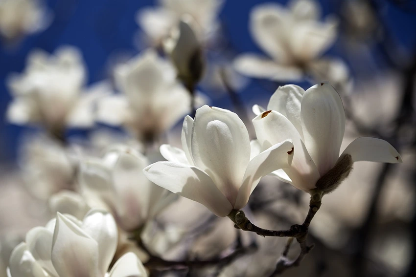 Overview of Magnolia spp.