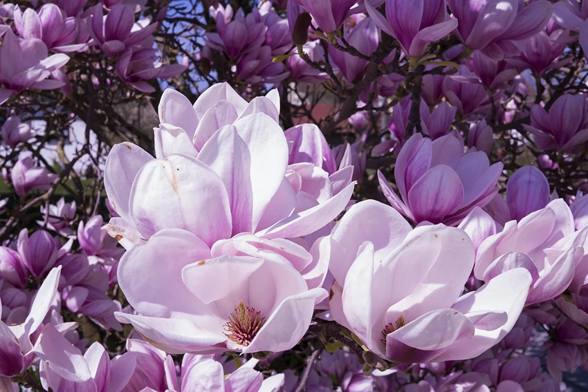 FAQs on Magnolia spp.