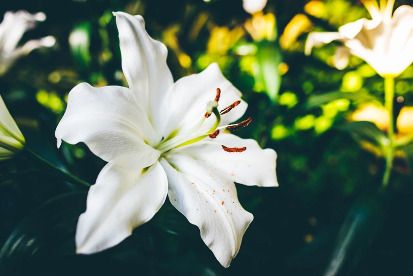 Frequently Asked Questions About Lilium spp.