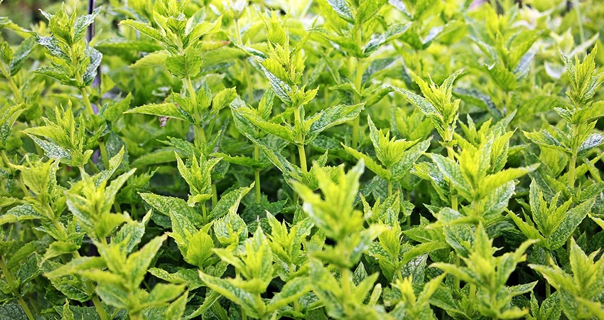 Cultivating Mint: A Gardener's Guide