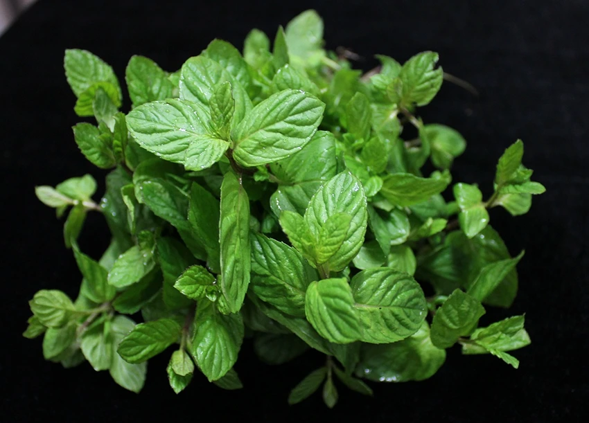 Mint in the Culinary World