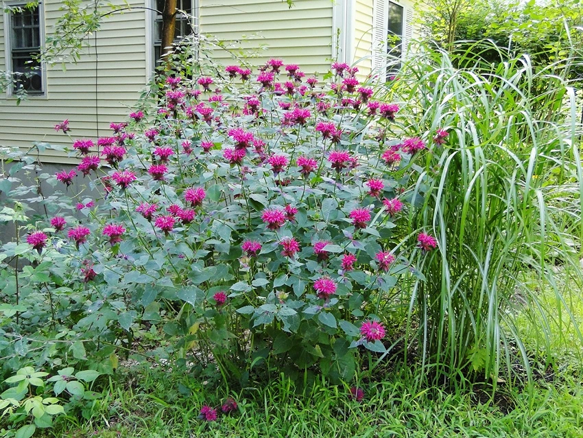 Introduction to Monarda spp.