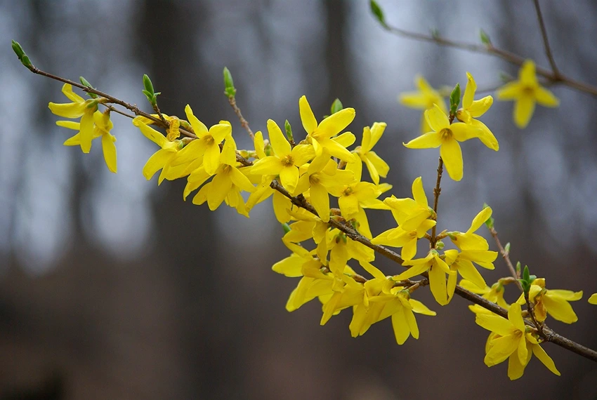 Forsythia spp.: A Burst of Yellow in Every Garden