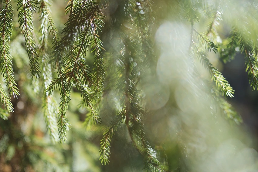 Ecological Significance of Spruce Trees