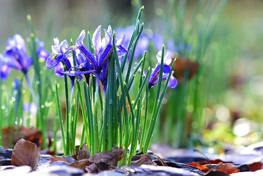 Phytochemistry of Iris spp.