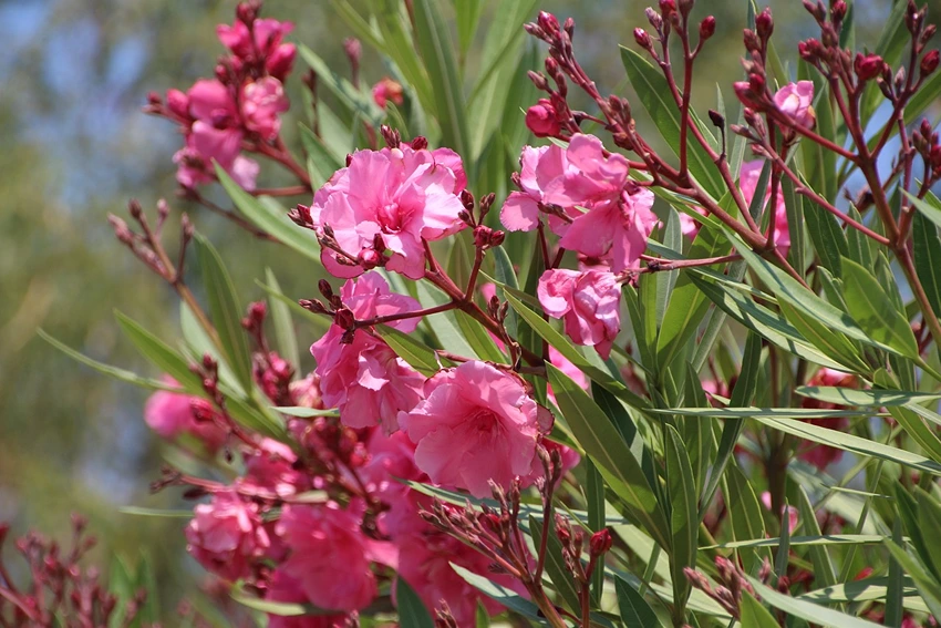 Oleander in Landscaping: A Versatile Choice