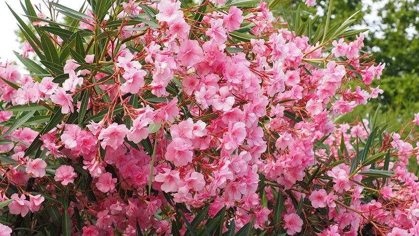 Oleander Care: A Step-by-Step Guide