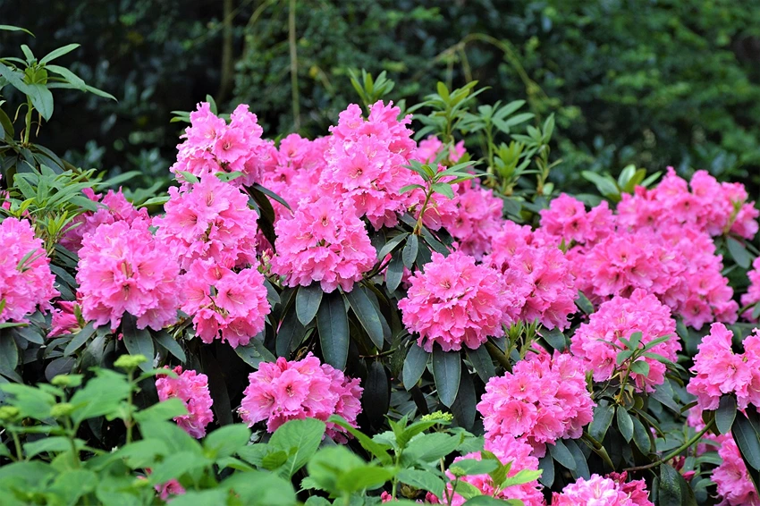 Overwintering and Pest Control