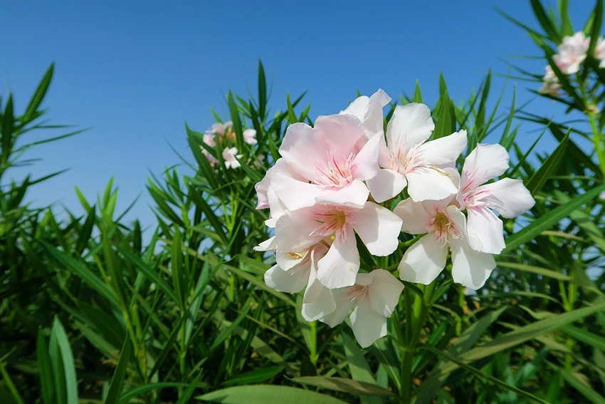 Environmental Impact and Conservation: Oleander's Role in Nature