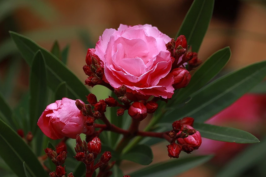 Propagation and Breeding: Expanding Your Oleander Collection