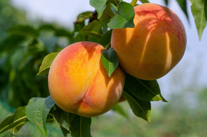 Advanced Pruning Techniques: Shaping Your Peach Tree