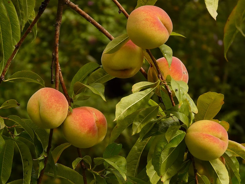 Nutritional and Culinary Uses of Peaches