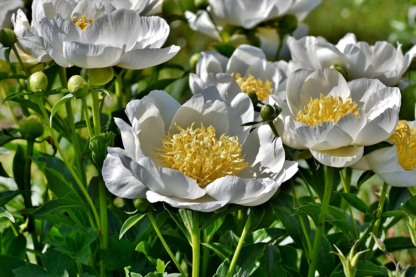 Beyond Beauty: The Uses of Peonies