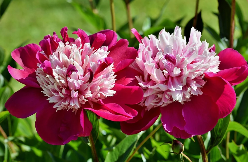 Challenges in Peony Cultivation