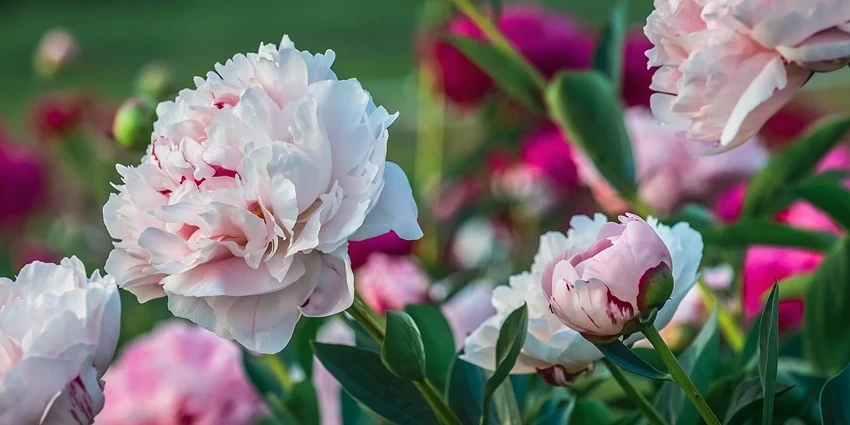 The Enchanting World of Peonies: A Deep Dive into Paeonia spp.