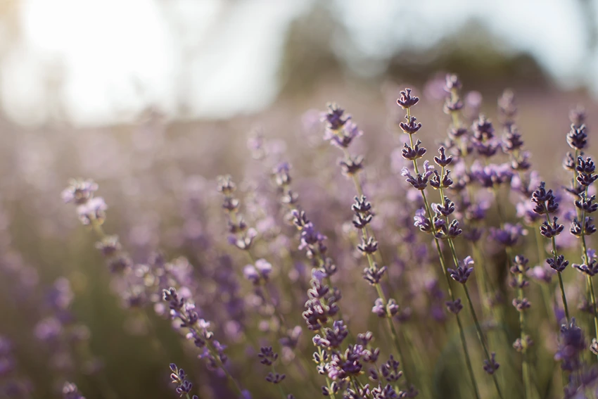 Understanding Lavandula spp.