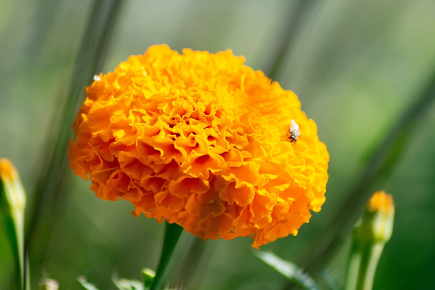 Advanced Gardening Tips: Nurturing Your Marigolds to Perfection
