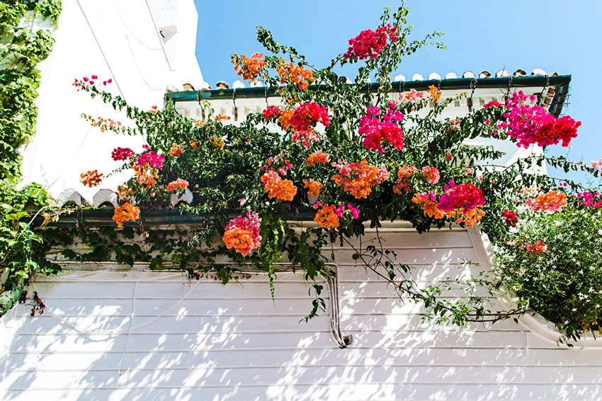 Future of Rose Cultivation and Breeding: Innovations and Trends
