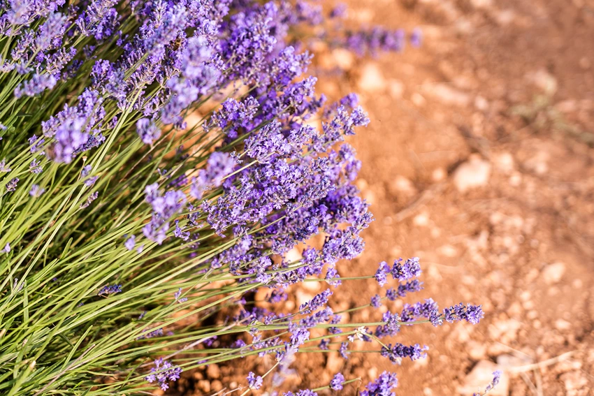 Cultivation and Growing Conditions