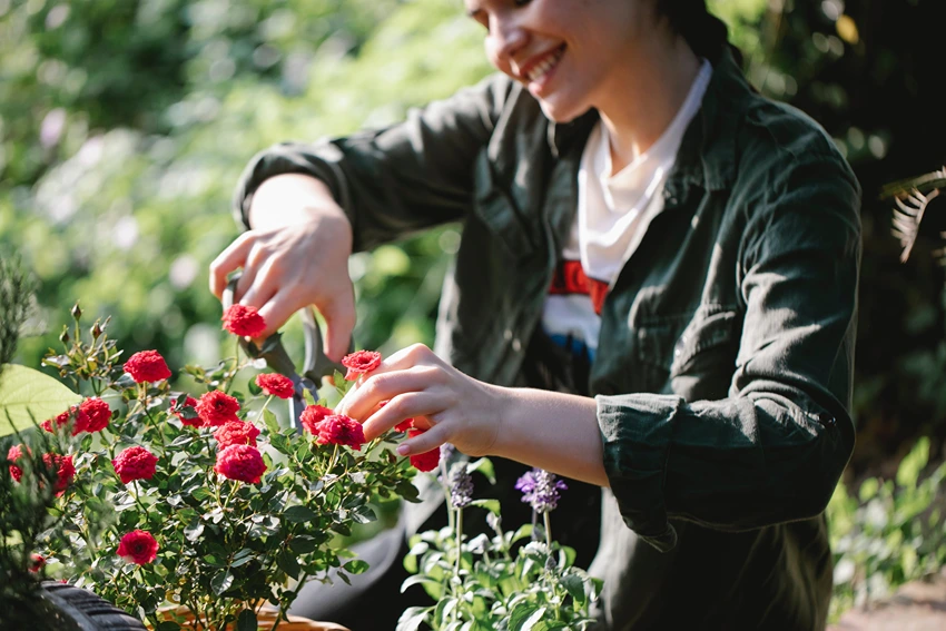 Cultivating Roses: A Guide to Growing These Timeless Beauties
