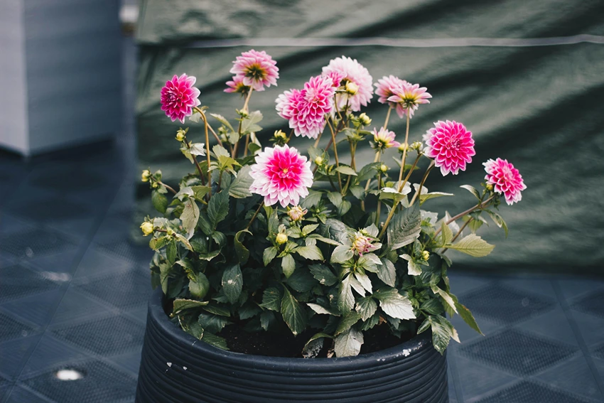 Planting and Propagation Methods