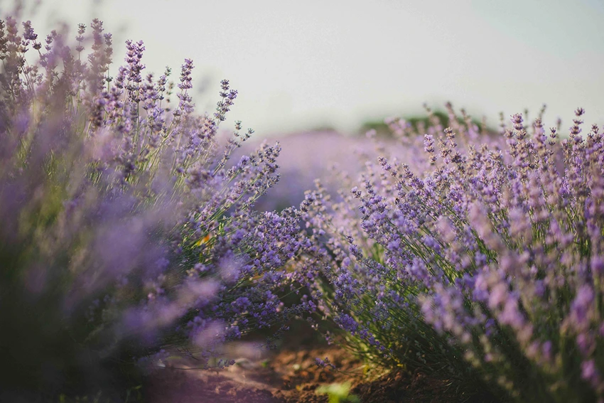 Harvesting and Processing Lavender