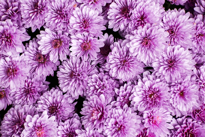 Chrysanthemum spp.: Unveiling the Hidden Gems of the Garden