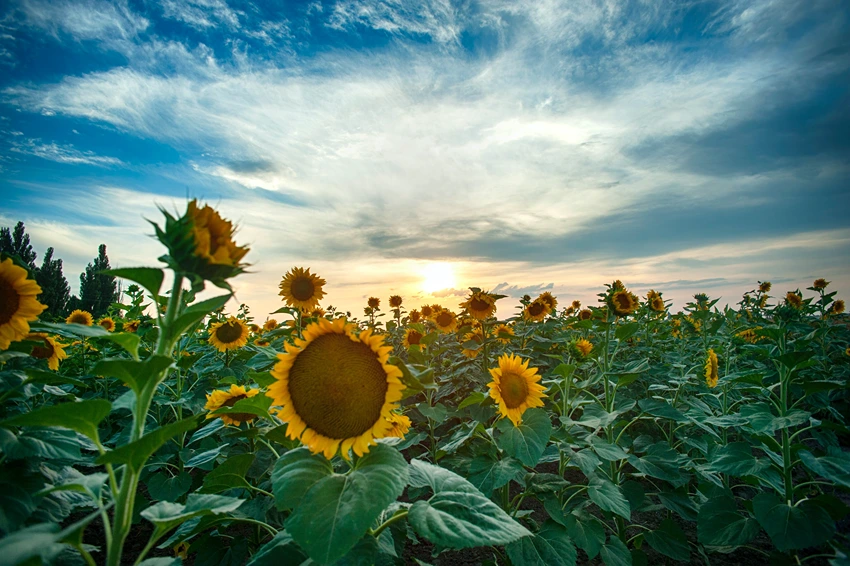 Cultivating Sunflowers: From Seed to Bloom
