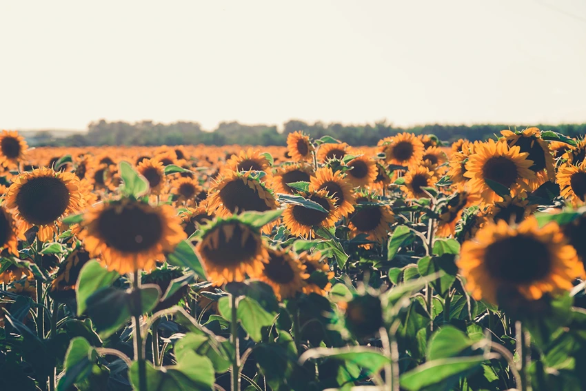 Future Prospects and Research in Sunflower Cultivation