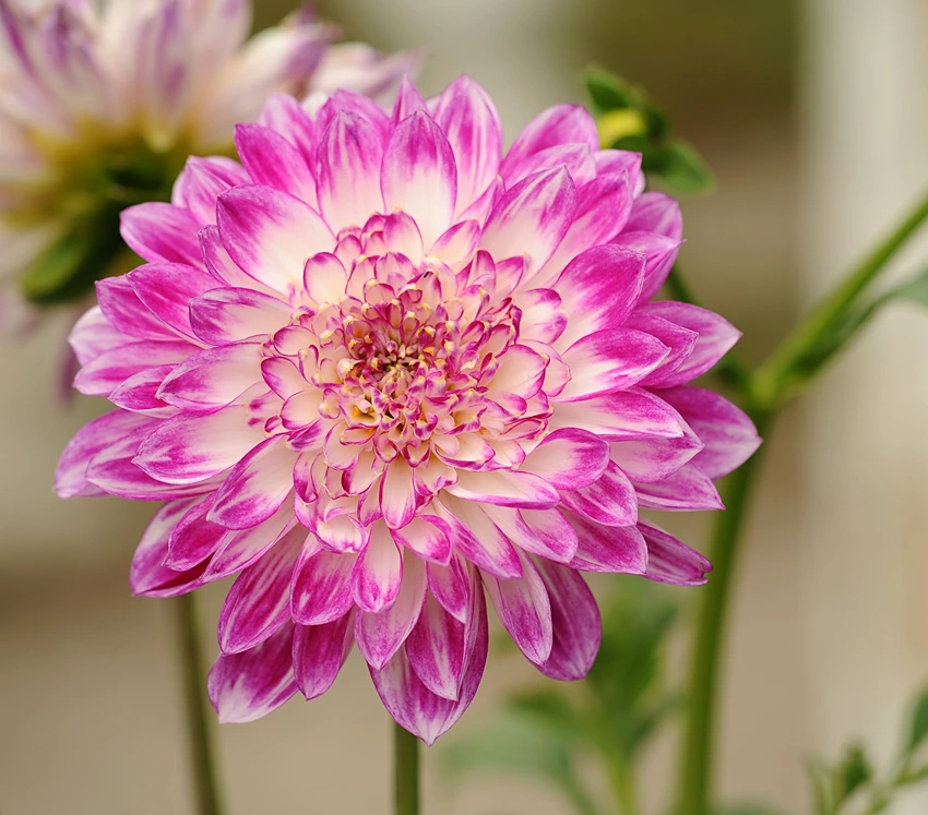 Uses and Benefits of Chrysanthemum spp.