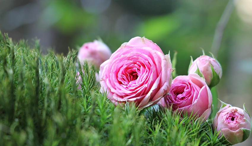 Economic and Medicinal Uses of Roses: Beyond Beauty