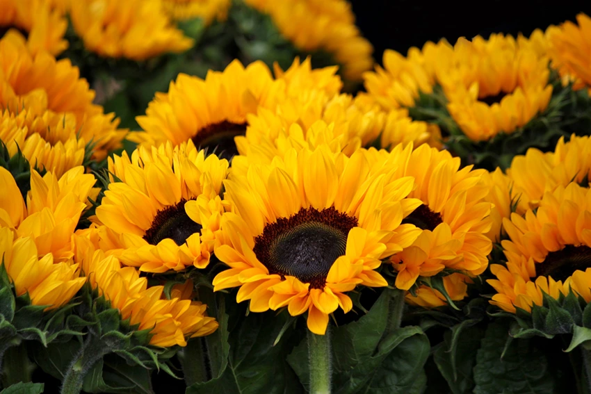 The Sunflower: An Overview