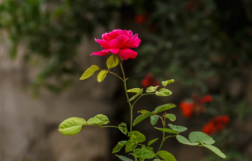 Historical Significance of Roses