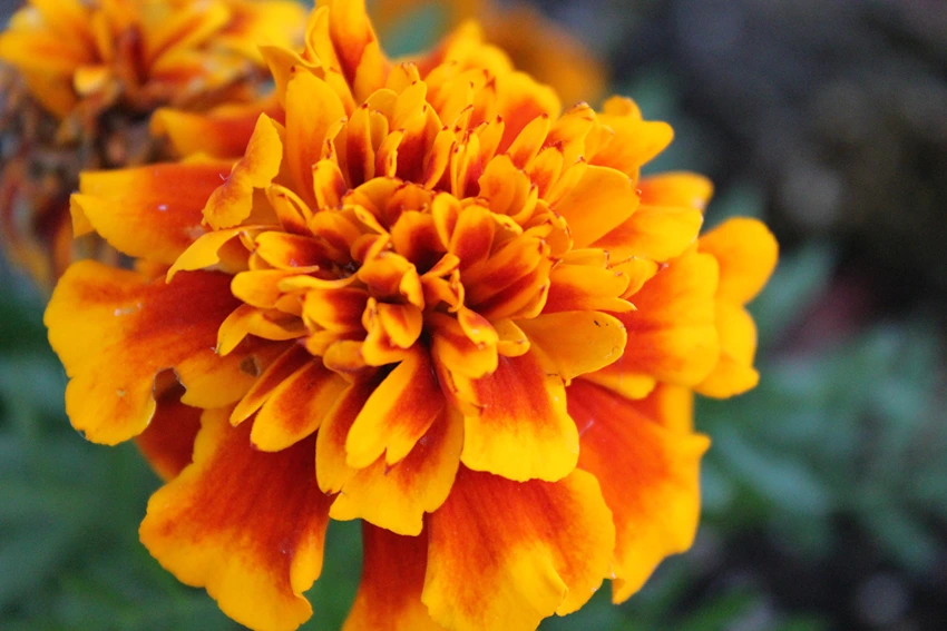 The Marigold Story: From Mexico to Your Garden