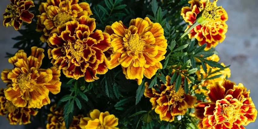 The Vibrant World of Marigolds: A Deep Dive into Tagetes spp.