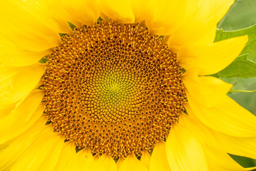 Sunflowers in Culture and Art
