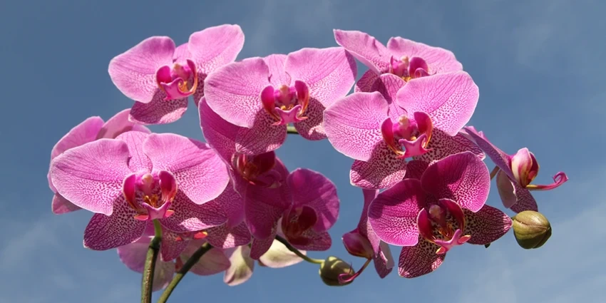 The Enchanting World of Orchids: A Deep Dive into Orchidaceae spp.