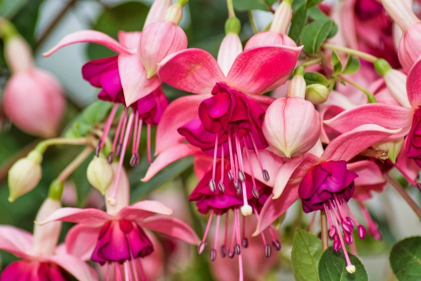 Overview of Fuchsia spp.