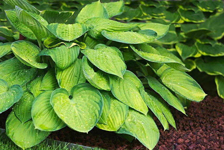 Hostas: An Overview