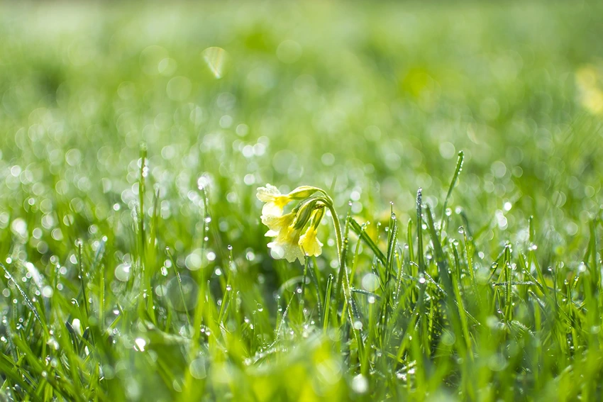 Reviving Neglected Primroses