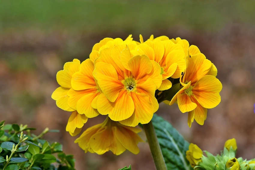 Practical Gardening Tips: Making the Most of Your Primroses
