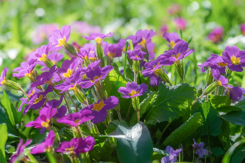 Growing Primroses: A Step-by-Step Guide