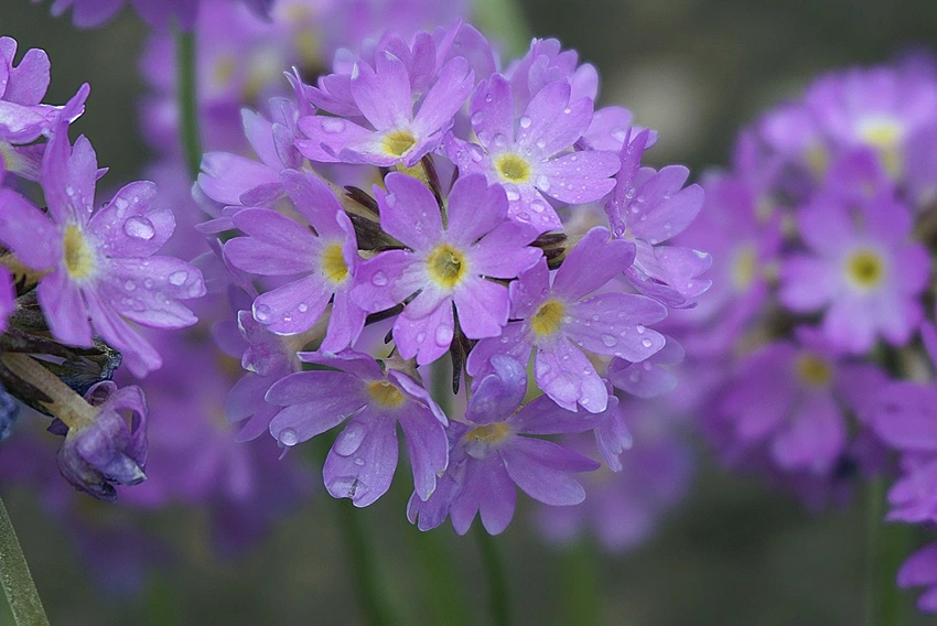 Diving into the World of Primroses