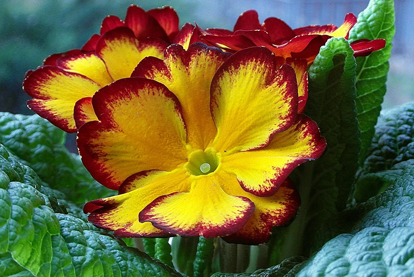 Seed Sowing: Growing Primroses from Scratch