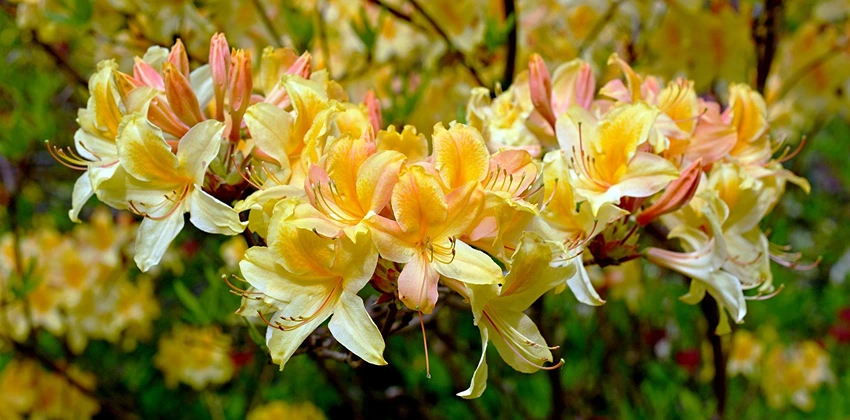 Overview of Rhododendron spp.