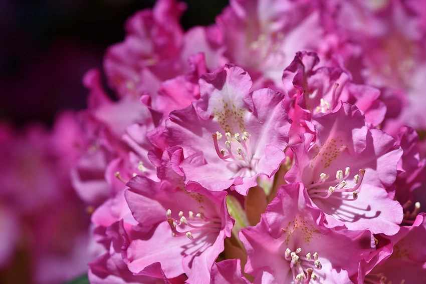 Rhododendron Diseases and Prevention