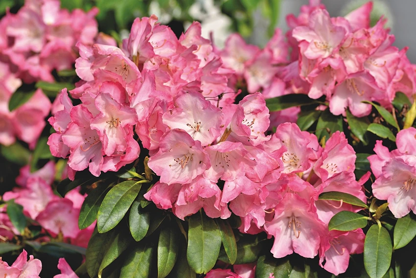 Varieties and Hybrids